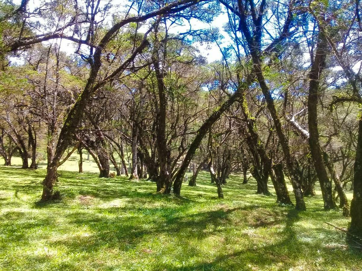 Sitio Refugio Das Araucarias Goncalves Bagian luar foto